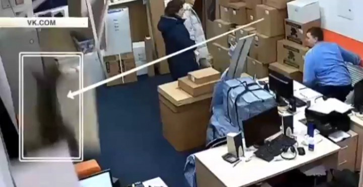 Як сніг на голову: кішка провалилася крізь стелю на співробітника офісу (відео)