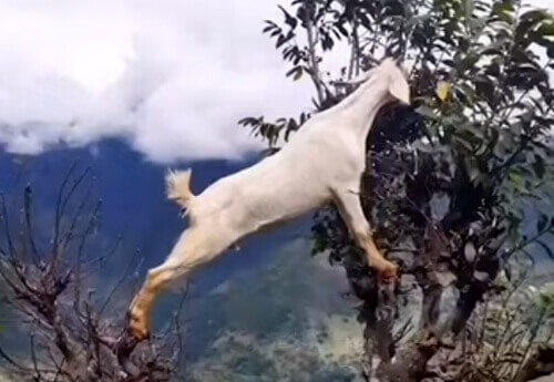 Щоб дістатися смачного листя, коза навчилася лазити по деревах (ВІДЕО)