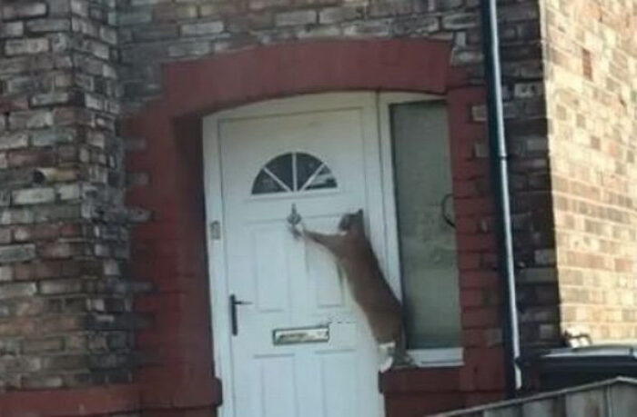 Британец научил кошку стучать в двери (видео) 