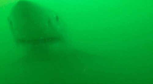Акула захотіла перекусити відеокамерою та потягти човен любителя природи (ВІДЕО)