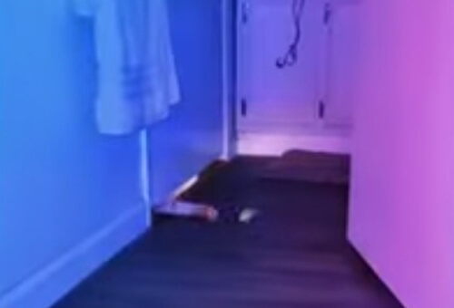 Кіт відчайдушно намагався дістати з-під дверей іграшку, хоча йому лише треба було зайти за кут (ВІДЕО)