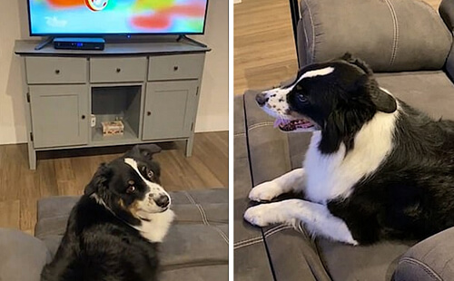 Чтобы хозяева не выключили мультики, собака присвоила пульт от телевизора (ВИДЕО)