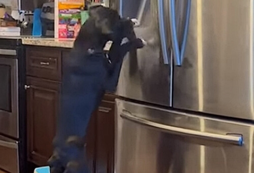 Пес навчився самостійно добувати лід із холодильника (ВІДЕО)