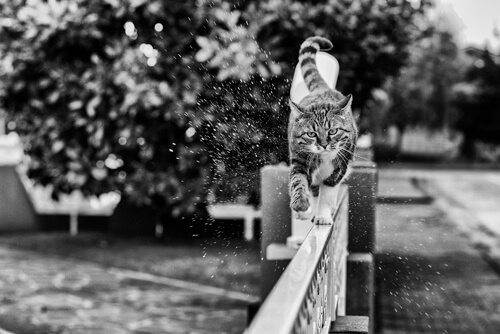 Фотограф снимает «монорельсовых кошек», потешаясь над их забавной логикой 