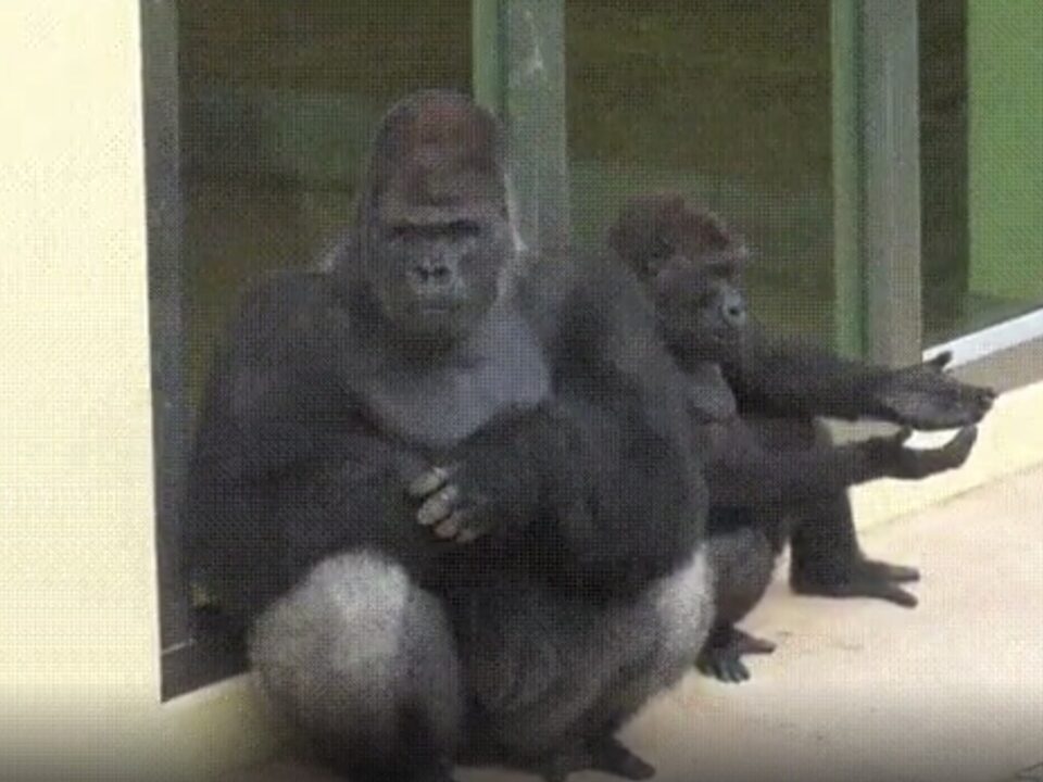 gorilla