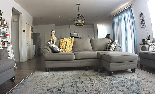 Щоб підбадьорити собаку, що нудьгує, сімейство скористалося камерою відеоспостереження (ВІДЕО)