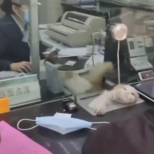 Кошка получила работу в банке и научилась вылезать через узкое окошко (ВИДЕО)