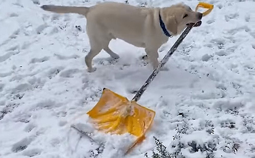 Пёс берёт в зубы лопату, чтобы помочь хозяевам с чисткой снега (ВИДЕО)