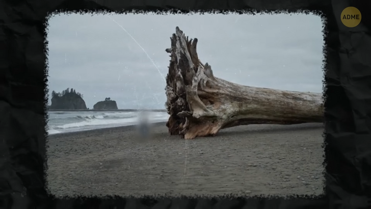На березі було знайдено дерево розміром із пасажирський «Боїнг»! Як воно туди потрапило?
