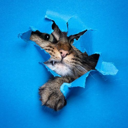 Фотограф снял серию портретов кошек, которые лезут сквозь бумажную стену (фото)