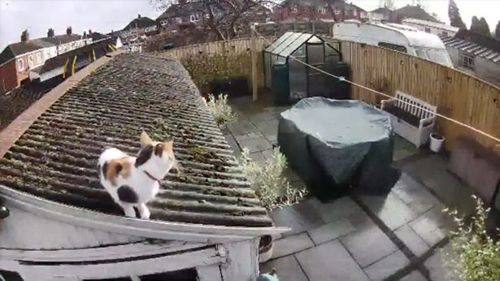 Кішка здійснила стрибок у стилі супергероїв та врізалася у камеру відеоспостереження (ВІДЕО)