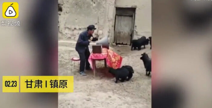 Китайський фермер провів засідання з козами (відео) 
