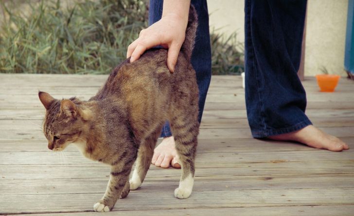 12 фактів, які доводять, що над проектом «Кішка» природа попрацювала особливо ретельно (фото)