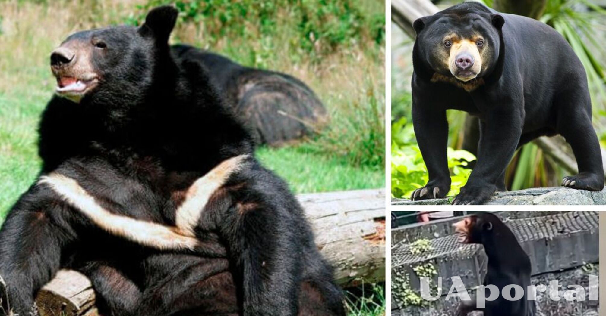 Зоопарк у Китаї звинуватили у підміні ведмедів людьми через кумедне відео