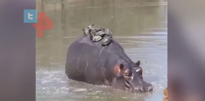 В Індії зняли, як бегемот катає на спині десяток черепах (відео)