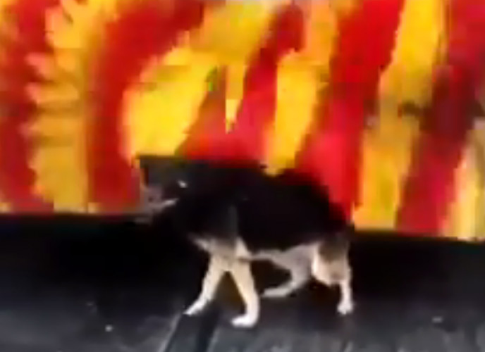 У Туреччині бродячий собака ходить у душ на автомийку (відео)