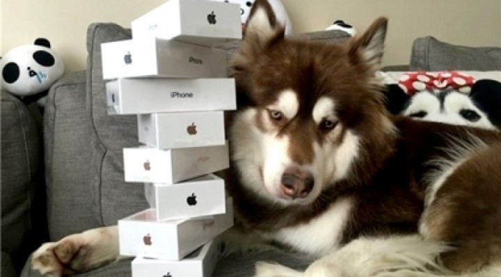 Син мільярдера з КНР купив своєму псові вісім iPhone 