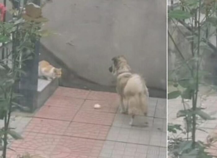 Сторожовий пес поділився з бездомним котом їжею та підкорив мережа (відео) 