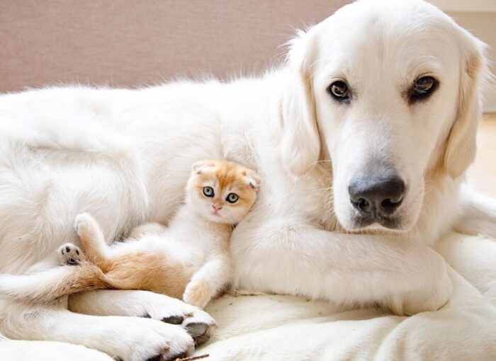 Нерозлучні кіт і собака завоювали instagram (відео)