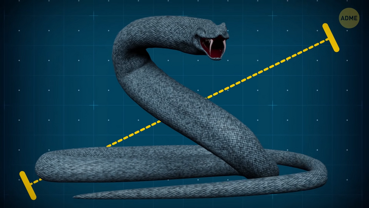 Що, якби мегалодон бився з найбільшою у світі змією (ФОТО)