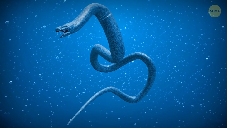 Що, якби мегалодон бився з найбільшою у світі змією (ФОТО)