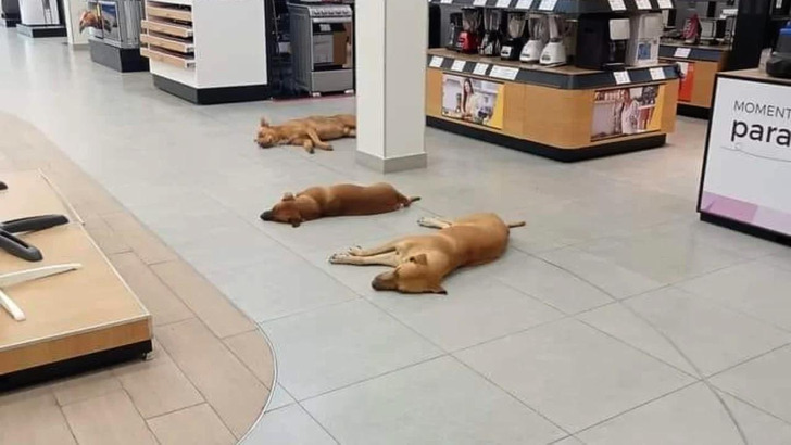 Бездомні собаки вирішили врятуватися від спеки у супермаркеті. Реакція співробітників здивувала користувачів соцмереж