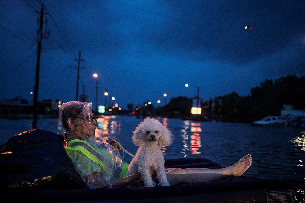 Как в США спасали домашних животных от урагана Харви