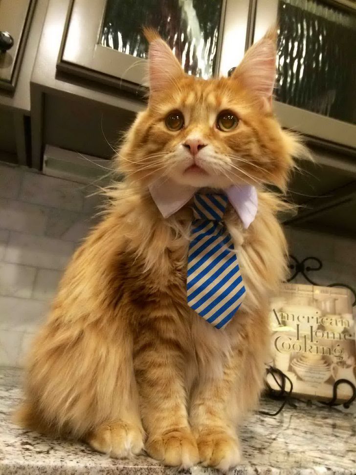 15 котів, які поводяться зовсім як ми в офісі