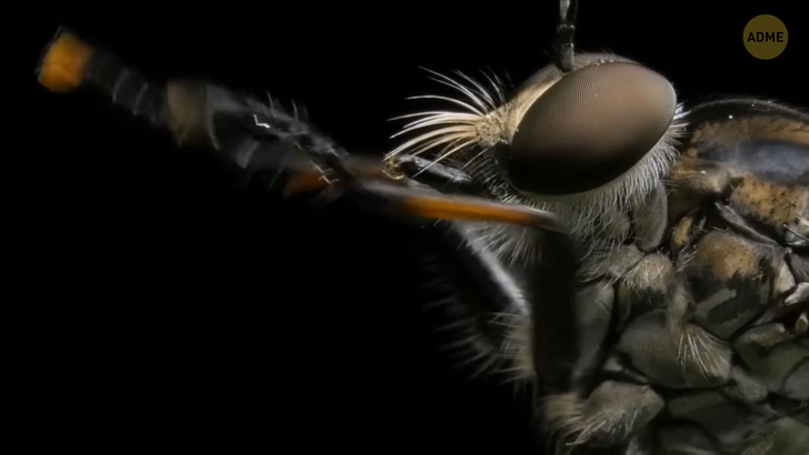 Що насправді роблять мухи, коли сідають на їжу