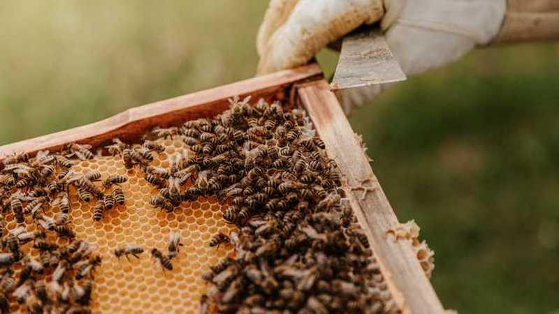 У Британії готель пропонує пожити поряд із бджолами (ФОТО)