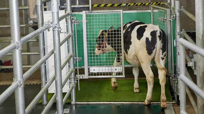 У Німеччині корів привчили до походів у вбиральню (ФОТО) 