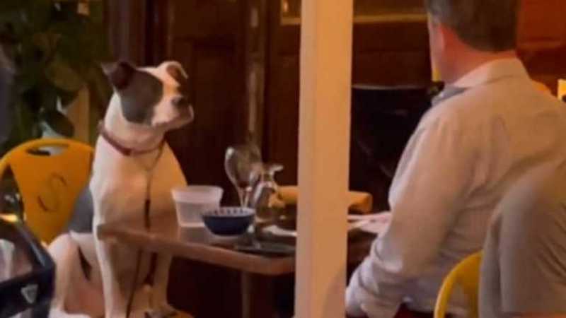 Мережа підкорив житель Нью-Йорка, який повечеряв із собакою у ресторані (ВІДЕО) 