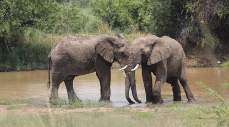 Мережа зворушила турботлива слониха, яка допомогла сліпій подрузі (ВІДЕО)