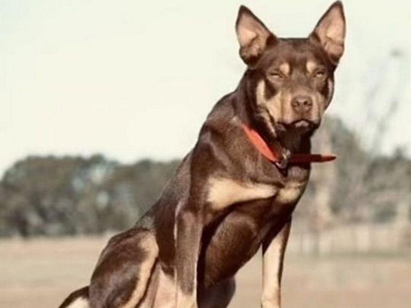 В Австралії знайшли найдорожчого собаку у світі (ФОТО)