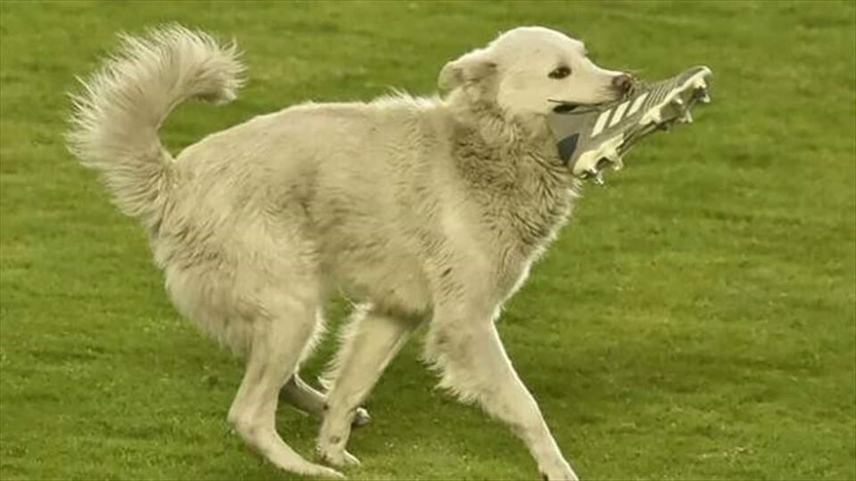 Грайливий пес із бутсою в зубах перервав футбольний матч: його довелося нести на руках (ВІДЕО)
