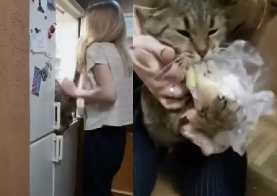 Мережу насмішила відчайдушна спроба кота вкрасти картопля з холодильника (ВІДЕО)