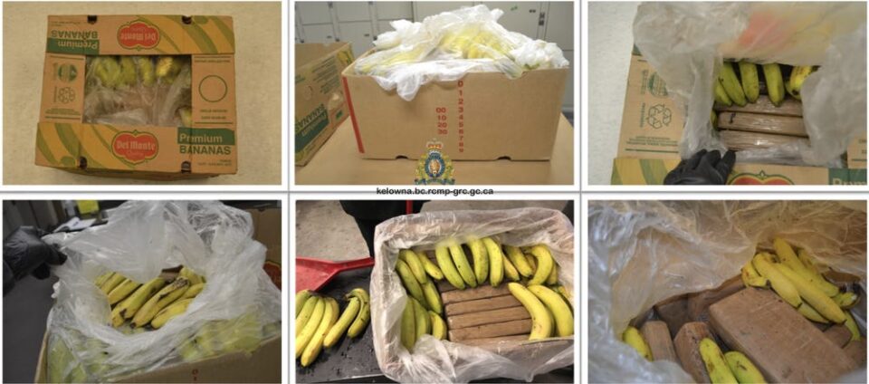 У канадські супермаркети випадково завезли банани, напхані наркотиками (ФОТО)
