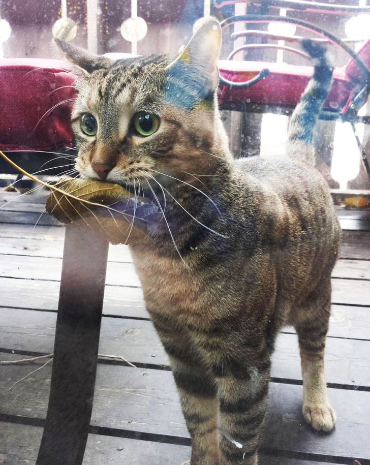 Вуличний кіт щодня приносить у магазин листок, щоб обміняти його на рибку (фото)