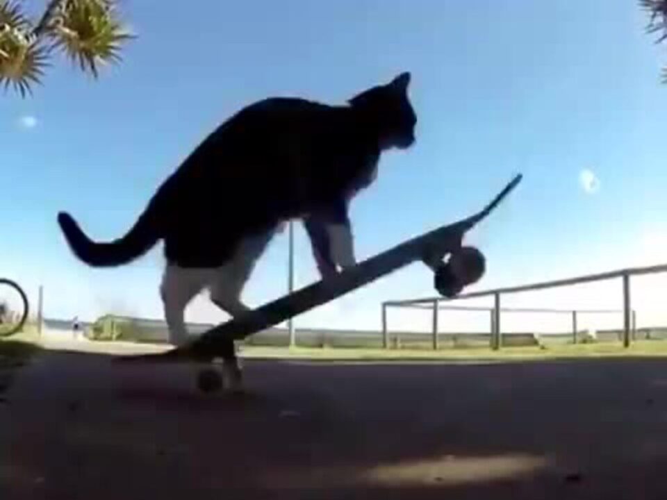 Новий хіт: кіт показавши як потрібно кататися на скейтборді (ВІДЕО)