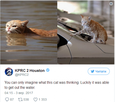 Новый герой уморительных мемов: злой кот из Хьюстона 