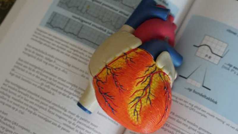 Вчені назвали продукти, корисні для серцево-судинної системи