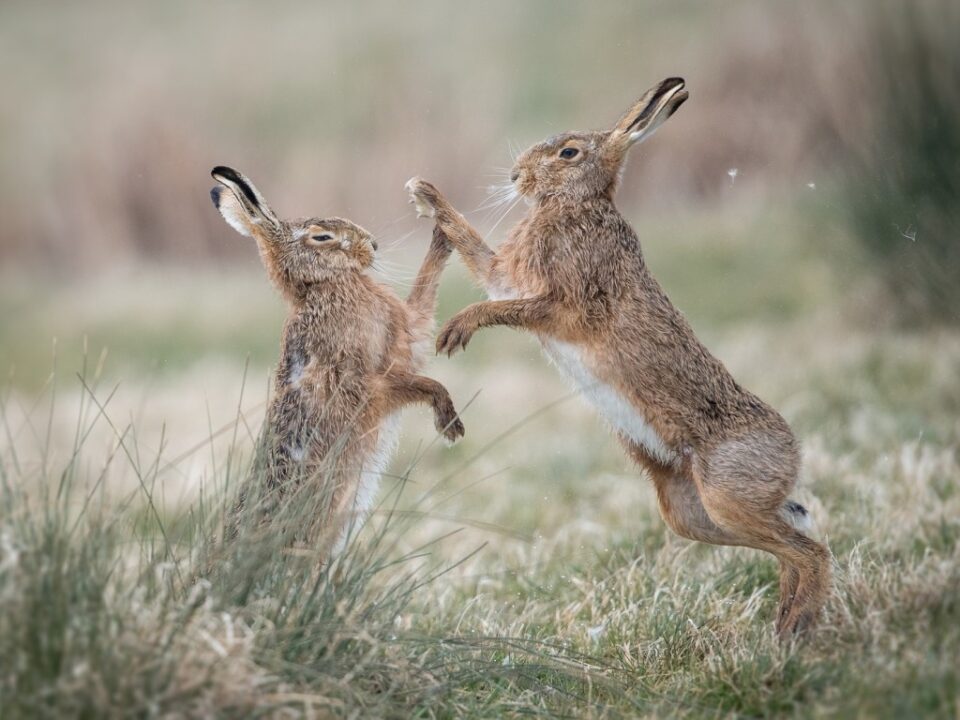 Смішна бійка двох зайців стала новим хітом Мережі (ВІДЕО)