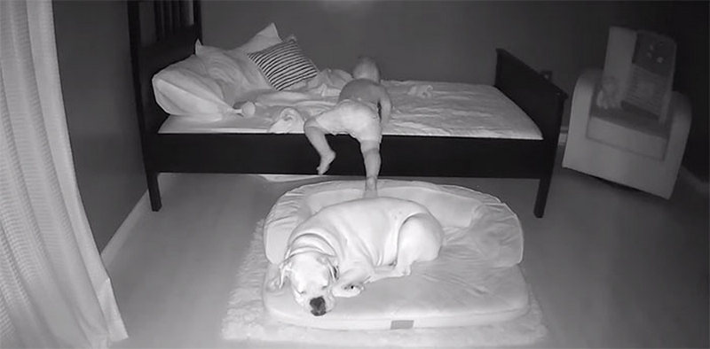 Мережа підкорила малюк, який не зміг заснути без собаки (ВІДЕО)