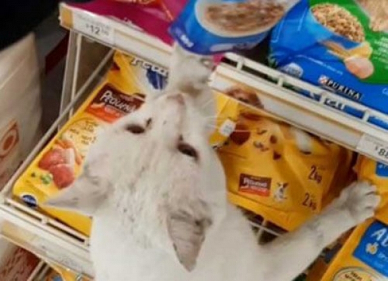 Мережа підкорив бездомний кіт, який вибрав собі їжу в супермаркеті (ВІДЕО)