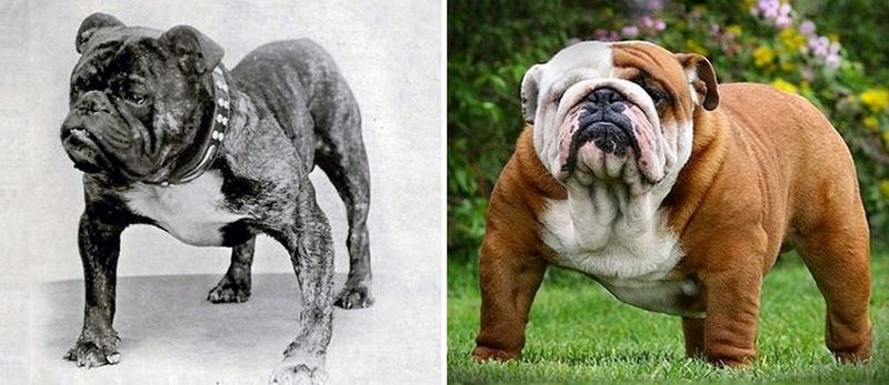 Як виглядали популярні породи собак сто років тому (ФОТО)