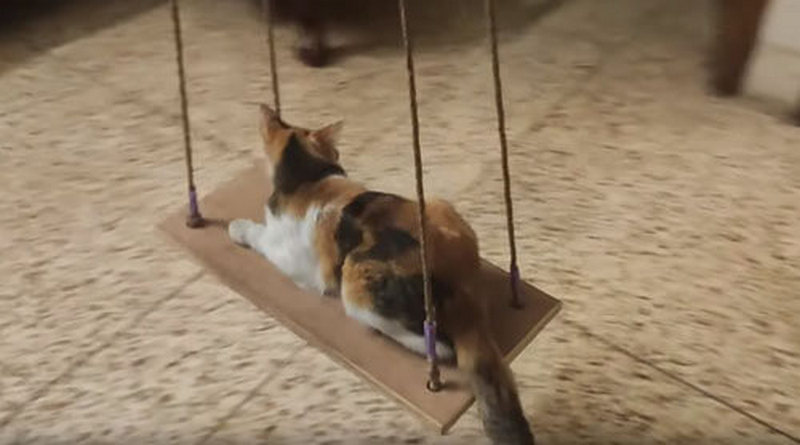 Кішка розслабилася на гойдалках і стала зіркою Мережі (ВІДЕО)