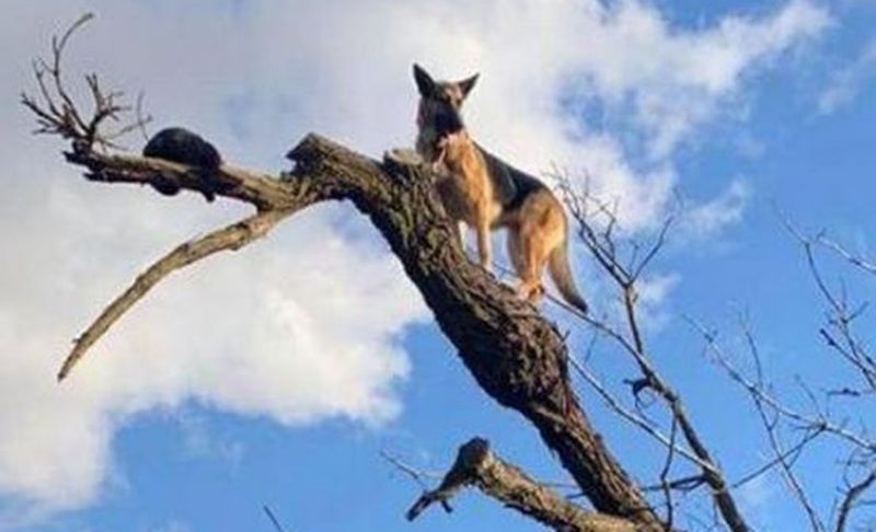 Мережу розсмішила собака, яка вилізла на верхівку дерева (ФОТО)