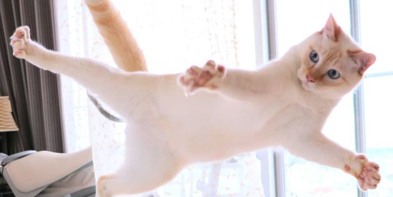 Танцюючий кіт став зіркою мемів (ФОТО)