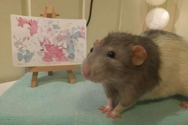 Пацюк, який вміє малювати, став зіркою Мережі (ФОТО)