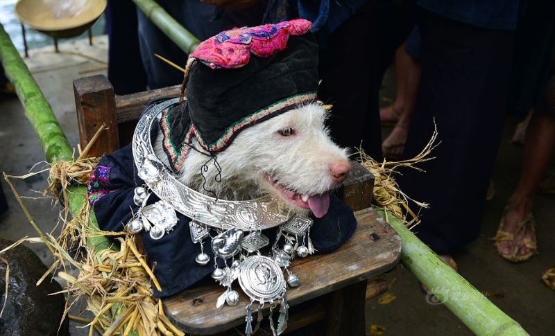 Фестиваль поклонения собаке в Китае